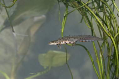 pürüzsüz semender, triturus vulgaris