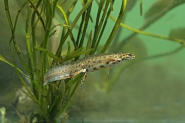 pürüzsüz semender, triturus vulgaris