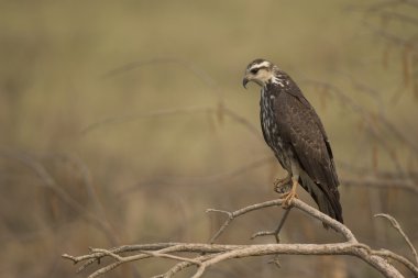 Salyangoz çaylağı, rostrhamus sociabilis,