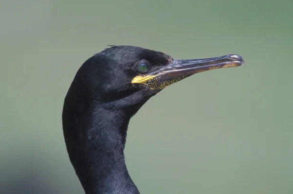 僧舍，phalacrocorax aristatelis — 图库照片