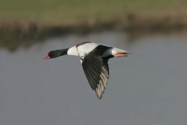 Shelduck, Tadorna tadorna — Fotografia de Stock