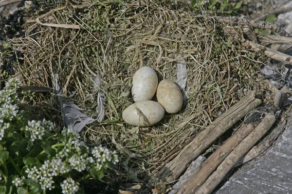 Kudły, phalacrocorax aristatelis — Zdjęcie stockowe