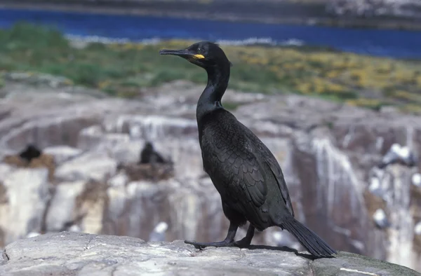 僧舍，phalacrocorax aristatelis — 图库照片