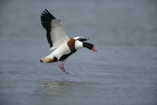 Canard d'Amérique, Tadorna tadorna — Photo