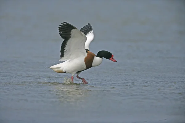 Shelduck, 28 лет, Tadorna — стоковое фото