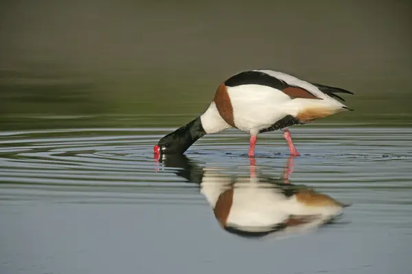 Canard d'Amérique, Tadorna tadorna — Photo