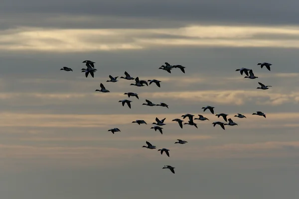 Shelduck, Tadorna tadorna — Fotografia de Stock