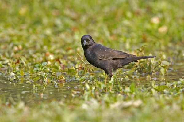 Skinnende kufugl, Molothrus bonariensis – stockfoto