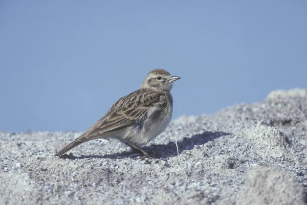 Krótko toed Skowronek, calandrella brachydactyla, — Zdjęcie stockowe