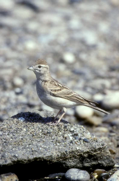 Короткопалый жаворонок, Calandrella brachydactyla , — стоковое фото