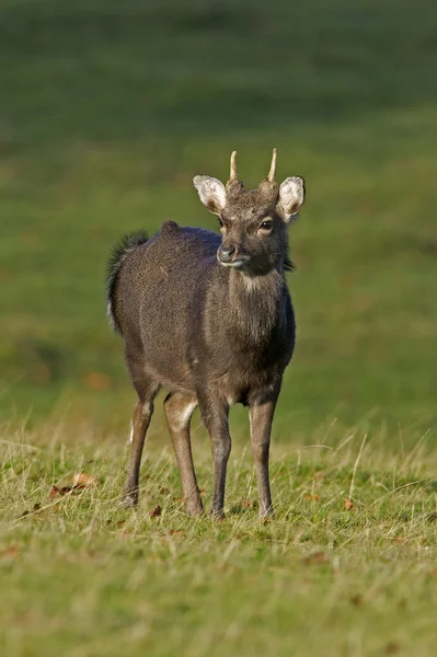 Sikahjort, cervus nippon — Stockfoto