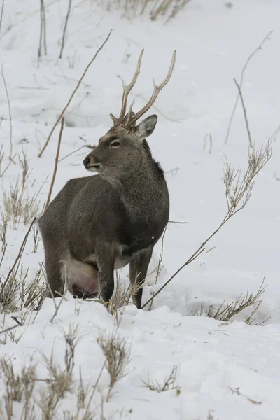 Sika deer, Cervus nippon — Stock Photo, Image