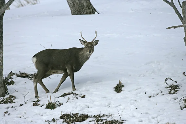 Sika deer, Cervus nippon — Stock Photo, Image