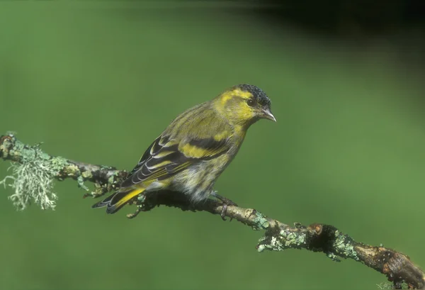 Grönsiska, carduelis spinus — Stockfoto