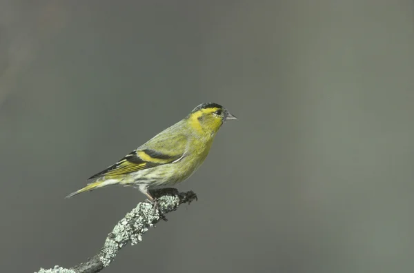 Čížek, carduelis spinus — Stock fotografie