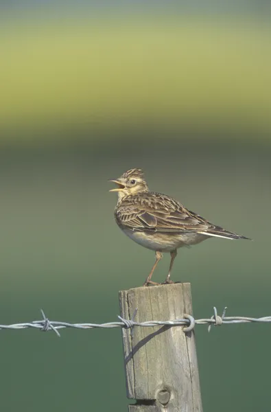 Skylark, Alauda arvensis — Fotografia de Stock