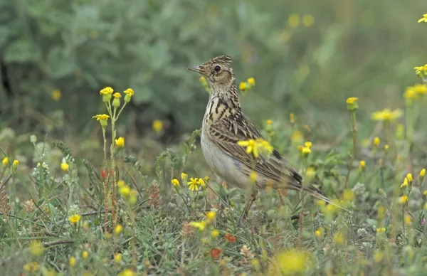 Veldleeuwerik, alauda arvensis — Stockfoto