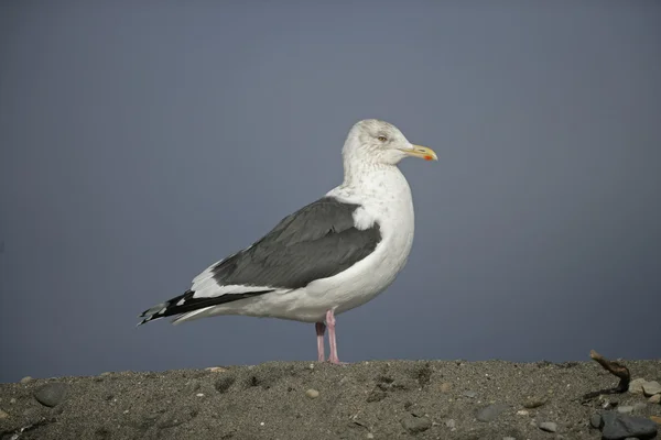 Slaty 백업 갈매기 Larus schistisagus — 스톡 사진