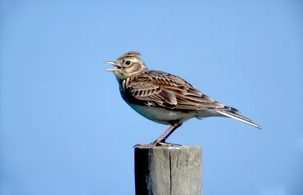 Skylark, Alauda arvensis — Fotografia de Stock