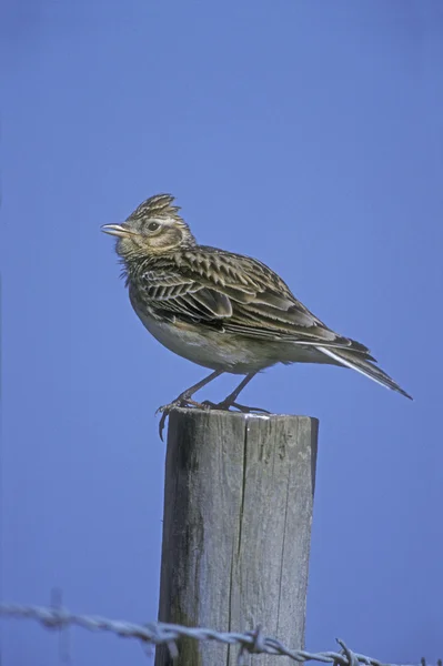 Feldlerche, alauda arvensis — Stockfoto