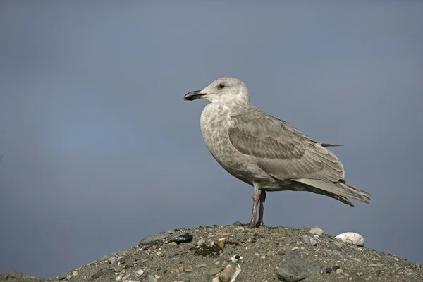 Racek kamčatský, larus schistisagus — Stock fotografie