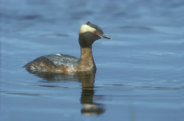 Słowiańskiego lub perkoz rogaty (podiceps auritus) — Zdjęcie stockowe