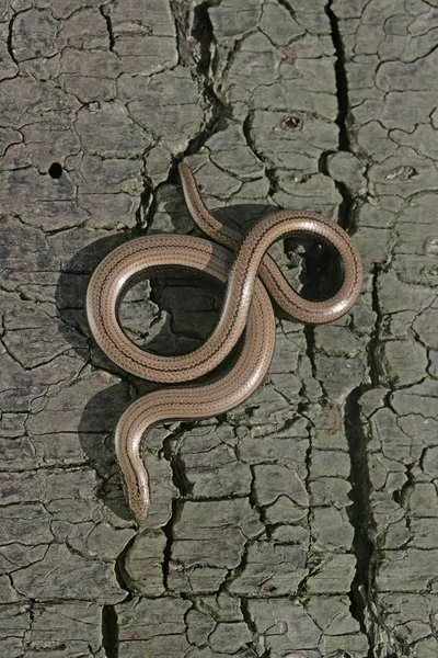 Langsamer Wurm, Anguis fragilis, — Stockfoto