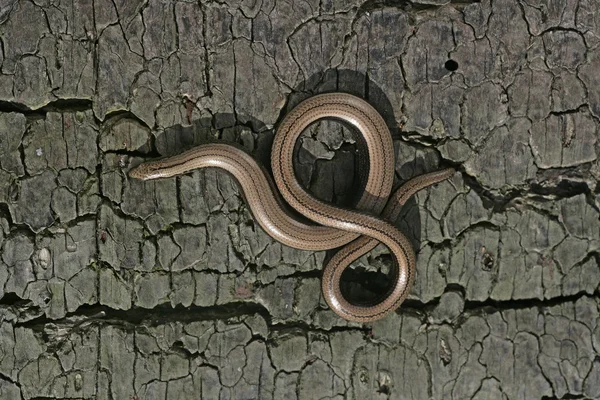 Slow worm, Anguis fragilis, — Stock Photo, Image