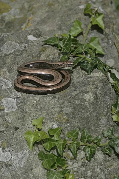 Slepýš, anguis fragilis, — Stock fotografie