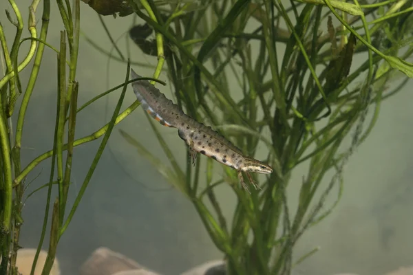 Гладкий тритон, Triturus vulgaris — стоковое фото