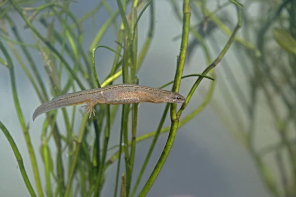 Smooth newt, Triturus vulgaris — Stock Photo, Image
