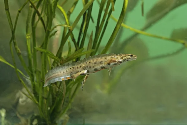 Kleine watersalamander, triturus vulgaris — Stockfoto