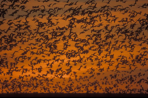 Kar kaz, anser caerulescens — Stok fotoğraf