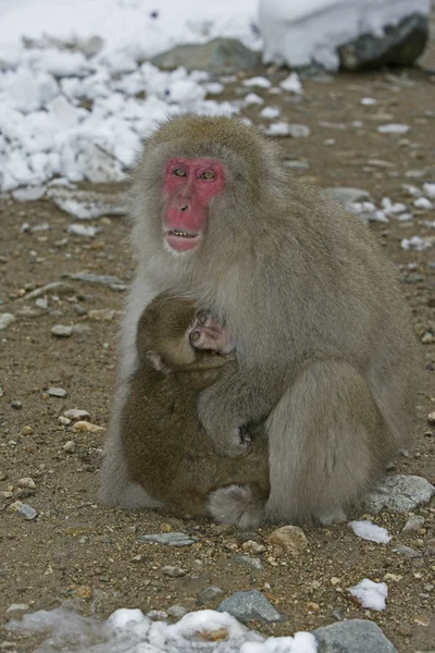 Mono de nieve o macaco japonés, Macaca fuscata — Foto de Stock