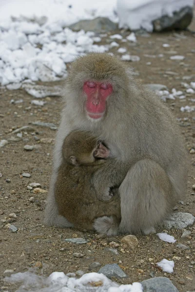 Scimmia delle nevi o macaco giapponese, Macaca fuscata — Foto Stock