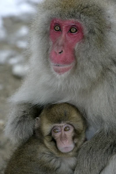 Sneeuw aap of Japanse makaak, macaca fuscata — Stockfoto