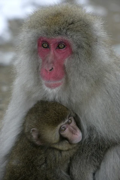 雪猴或日本猕猴，猕猴特 — 图库照片