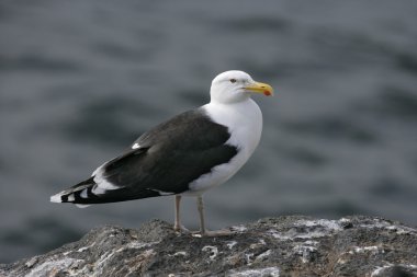 Great black-backed gull, Larus marinus clipart
