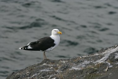 büyük kara sırtlı martı (larus marinus)