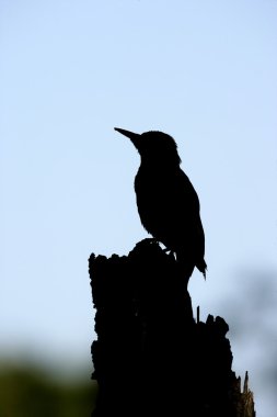 Yeşil ağaçkakan, picus viridis