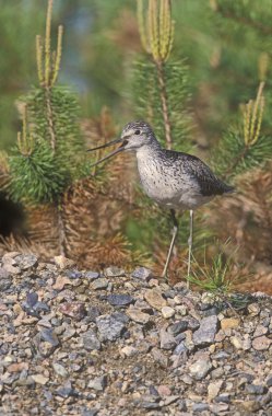 Greenshank, Tringa nebularia,