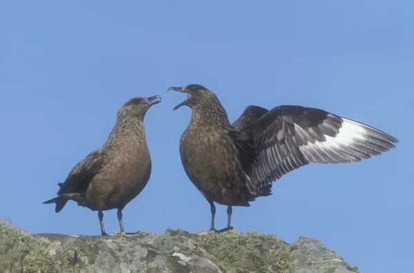 그레이트 skua, stercorarius skua — 스톡 사진