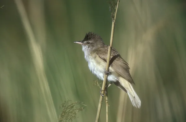 Большая тростниковая камышовка, Acrocephalus arundinaceus , — стоковое фото