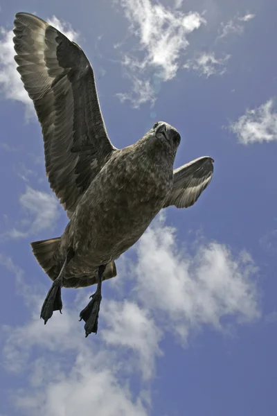 Gran skua, Stercorarius skua —  Fotos de Stock