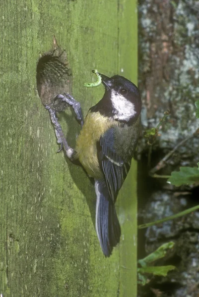 Большая синица, Parius major — стоковое фото