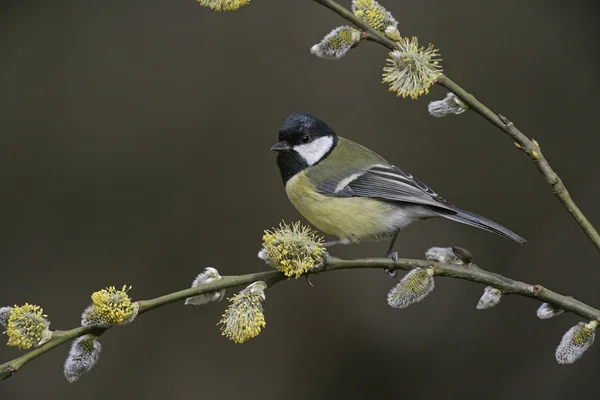 Besar tit, Parius besar — Stok Foto