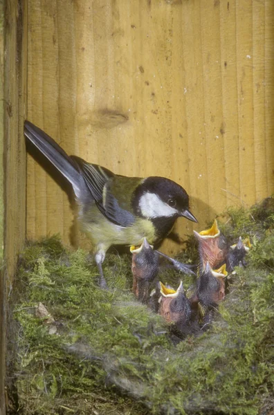 Koolmees, parius grote — Stockfoto