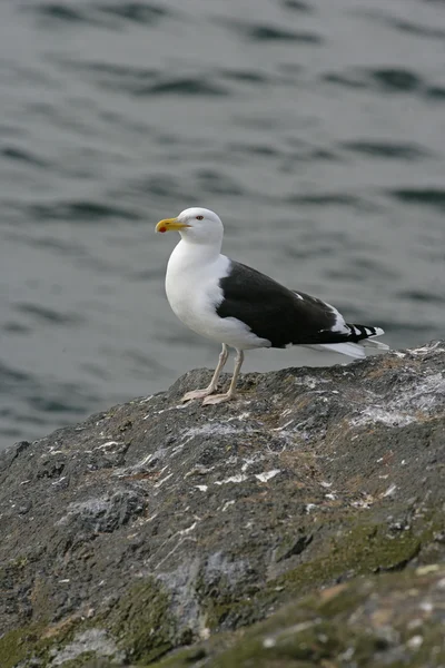 Velká černá couval Racek, larus marinus — Stock fotografie