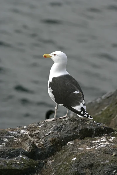 Great black-backed gull, Larus marinus — Stock Photo, Image