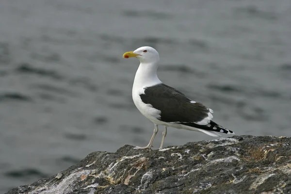 Stor black-backed gull, larus marinus — Stockfoto
